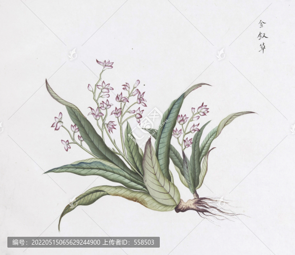 金釵草中草藥國(guó)畫(huà)素材插畫(huà)國(guó)畫(huà)