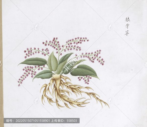 狼牙草中草藥國畫素材插畫國畫