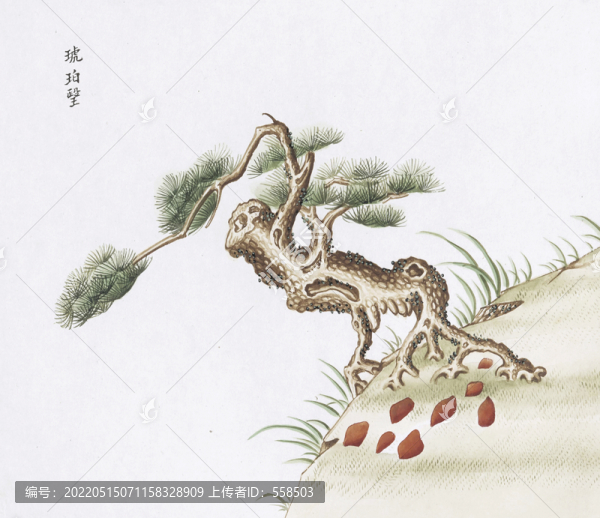 松脂中草藥國(guó)畫素材插畫國(guó)畫