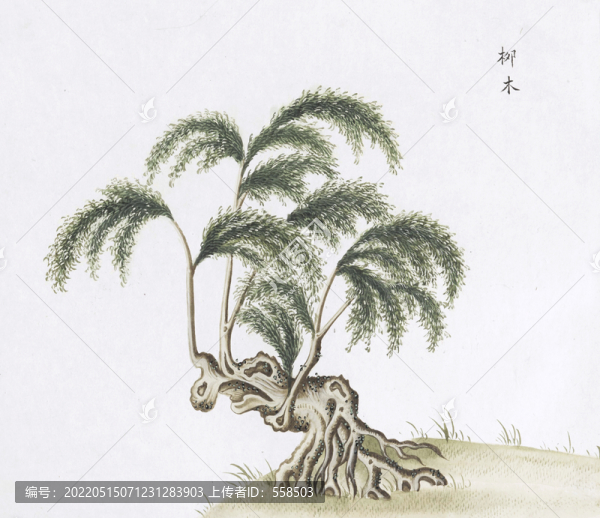 柳樹中草藥國畫素材插畫國畫