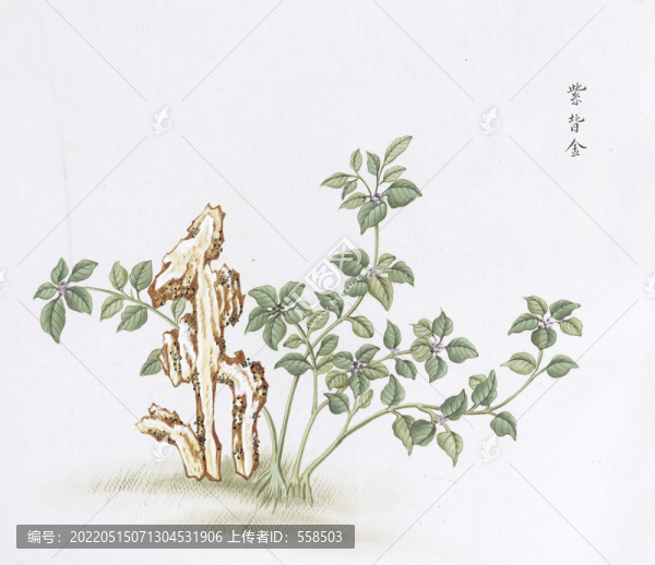 紫背金中草藥國(guó)畫素材插畫國(guó)畫
