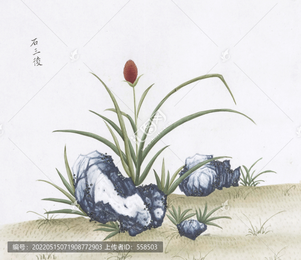 石三陵中醫(yī)中草藥素材白描矢量