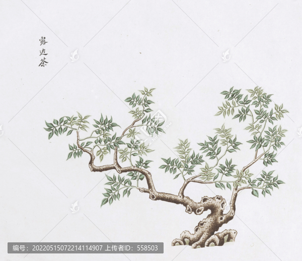 露邊茶中醫(yī)中草藥素材白描矢量