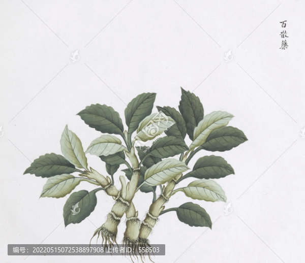 百散葉中醫(yī)中草藥素材白描矢量
