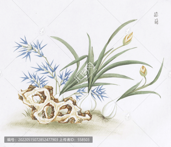 大蒜中醫(yī)中草藥素材白描矢量