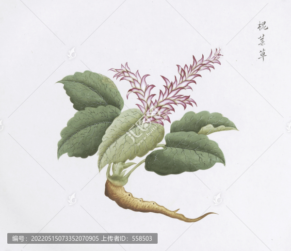 槐葉草中草藥國畫素材插畫國畫