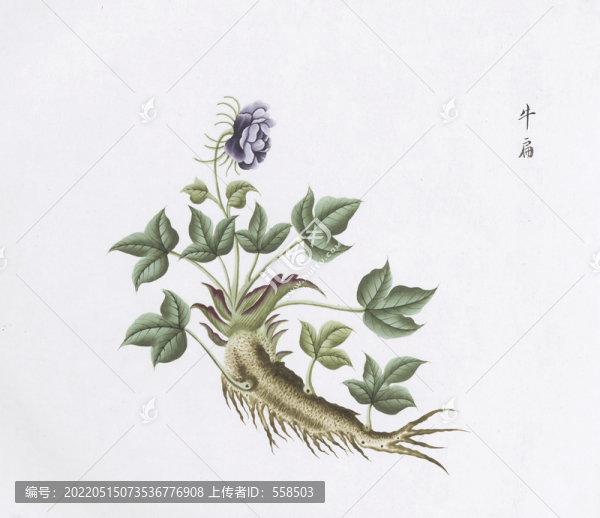 牛扁中草藥國畫素材插畫國畫