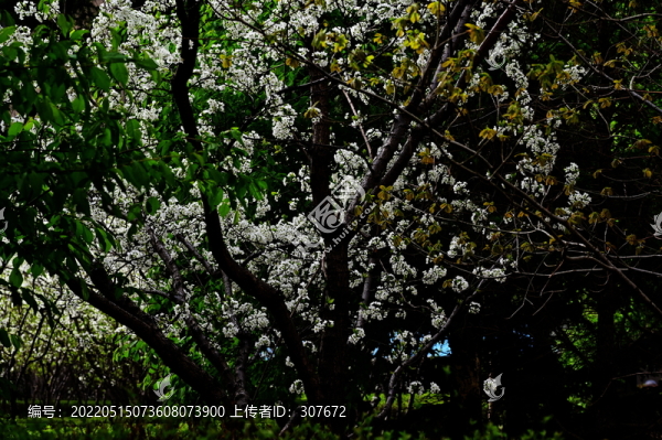 花卉