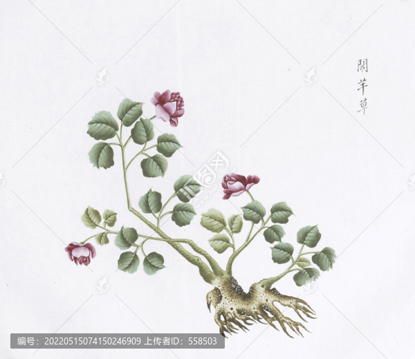 鬧羊草中草藥國(guó)畫素材插畫國(guó)畫