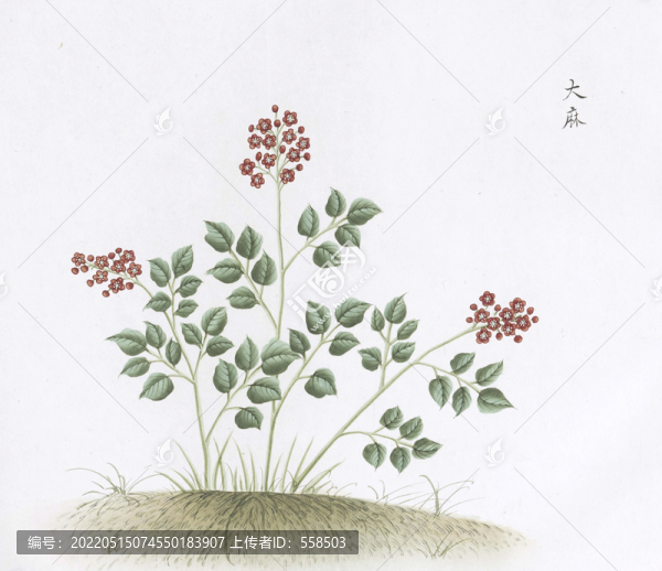 大麻中草藥國畫素材插畫國畫