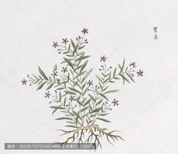 瞿麥中草藥國畫素材插畫國畫