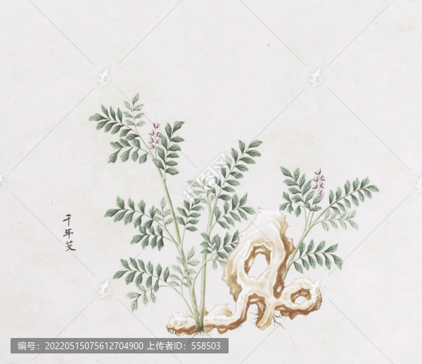 千年艾中草藥國畫素材插畫國畫