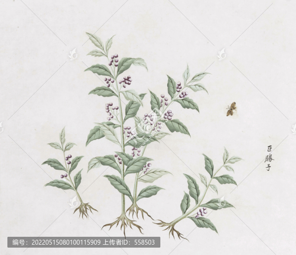 巨藤子中草藥國畫素材插畫國畫