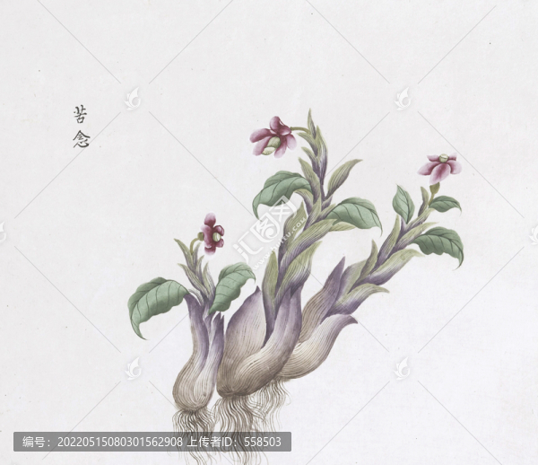 苦念中草藥國(guó)畫素材插畫國(guó)畫