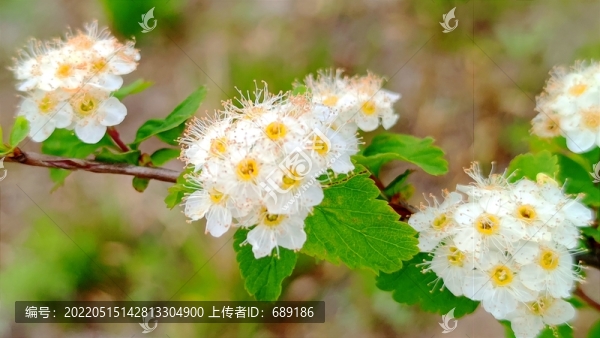 千里繡線菊