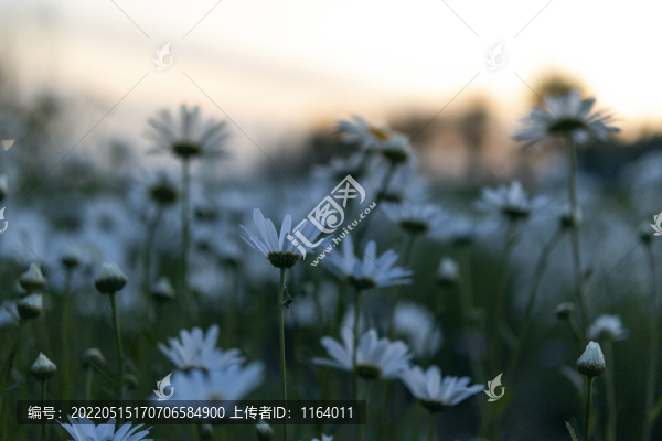 夕陽(yáng)下美麗的洋甘菊白色的小菊