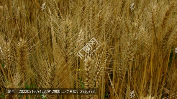 小麥