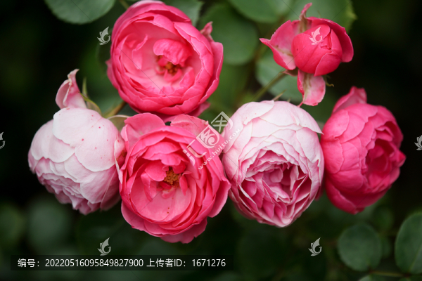 月季花