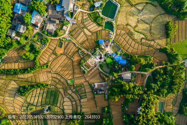 重慶江津區(qū)大山深處金黃色梯田