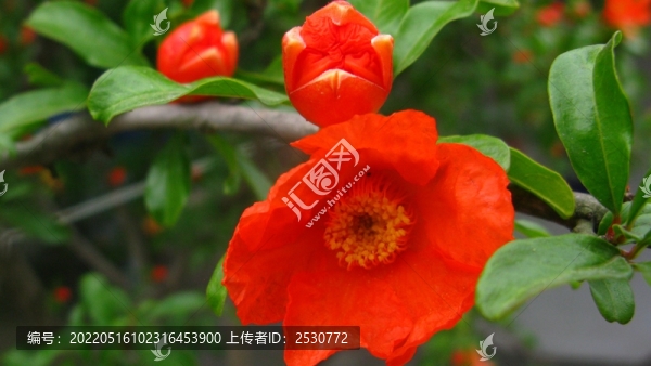 石榴花