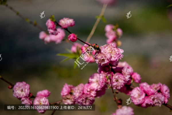 榆葉梅開花