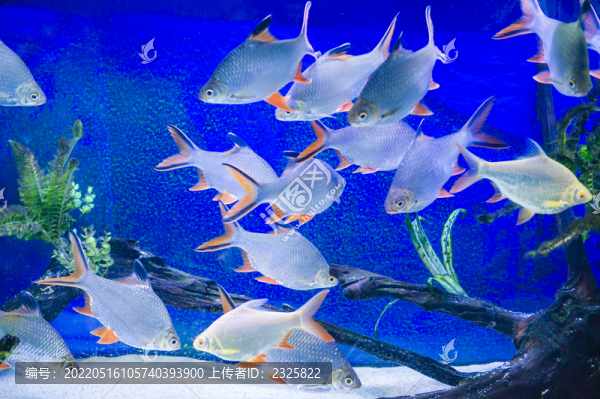 海洋館