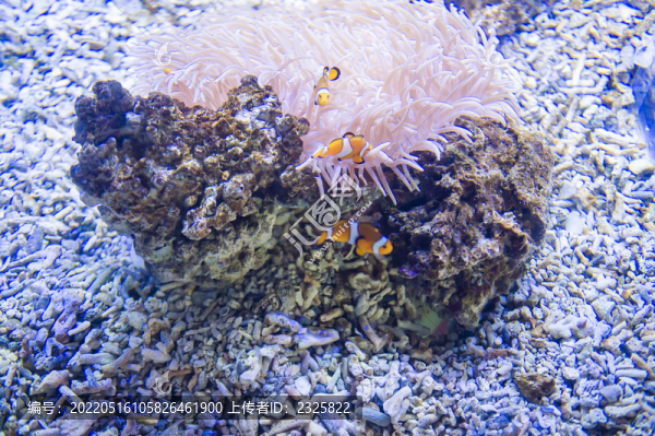 小丑魚