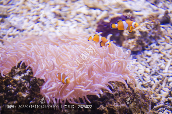 小丑魚