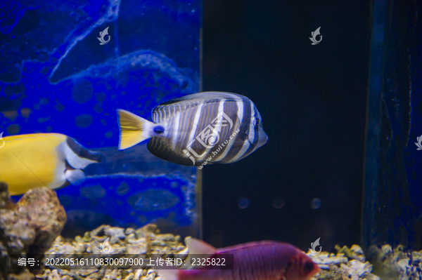珍珠大帆吊魚