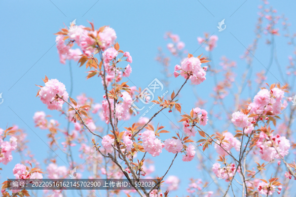 櫻花晚櫻春天