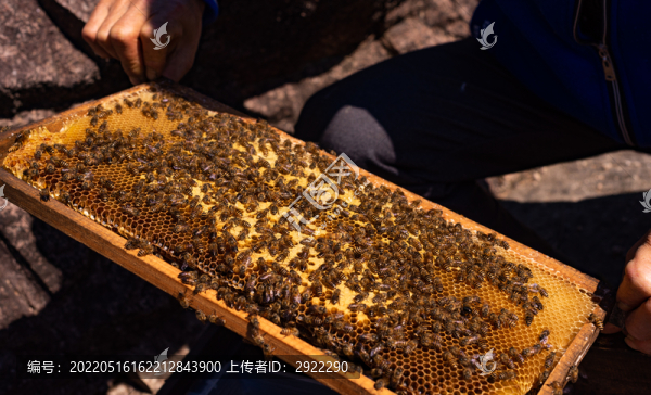 蜂箱養(yǎng)蜂人