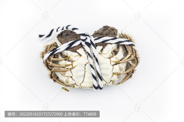 鮮活大閘蟹