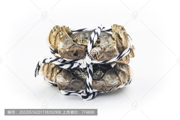 鮮活大閘蟹