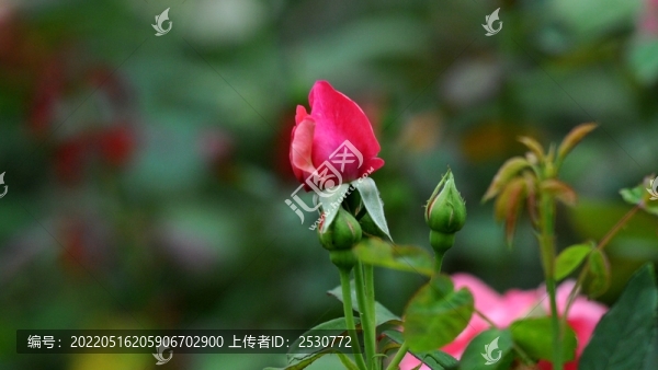 月季