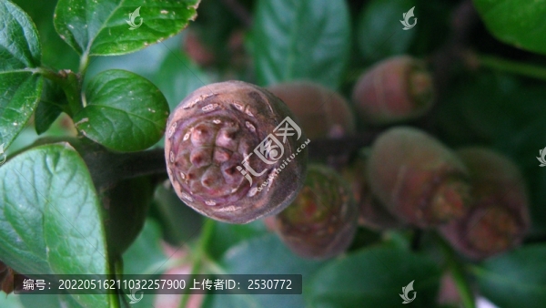 臘梅果