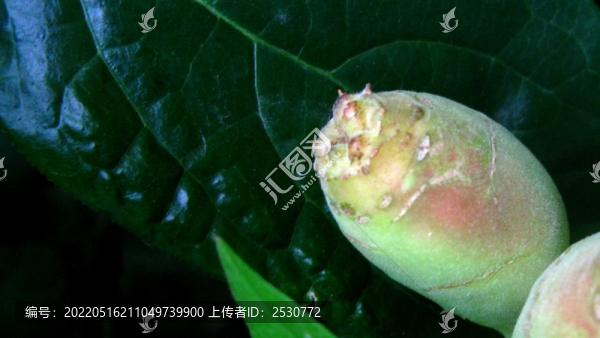 臘梅果