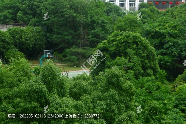 綠樹煙癮的籃球場(chǎng)