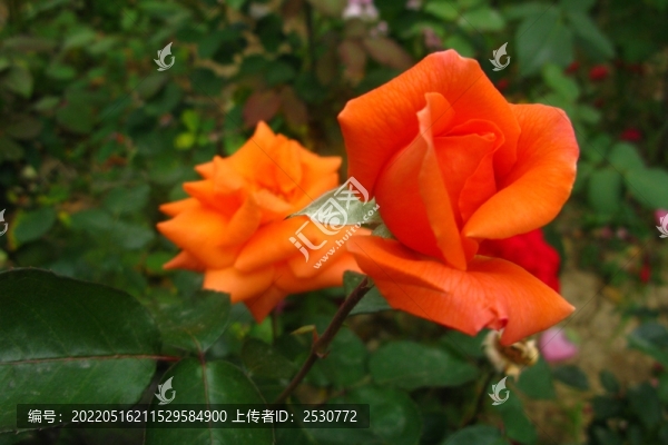 月季