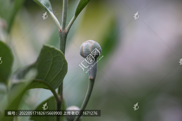 菲油果花苞