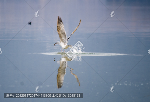 海鷗捕食