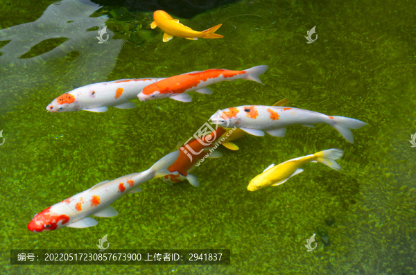 錦鯉魚