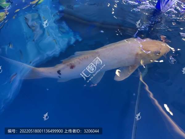 錦鯉