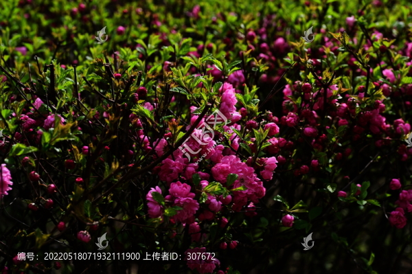 花卉