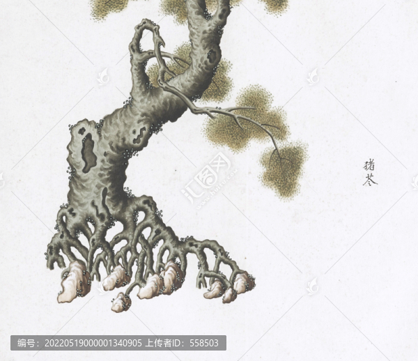 豬苓中草藥國畫素材插畫