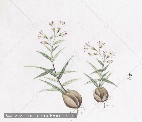 知母中草藥國畫素材插畫
