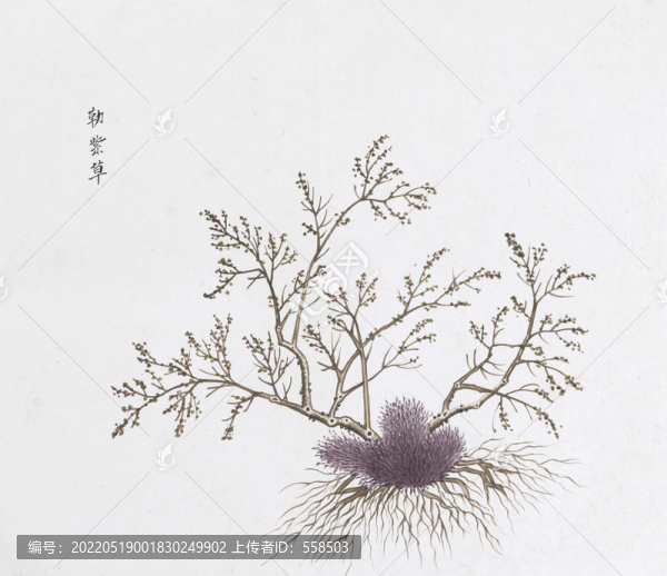 勒紫草中草藥國(guó)畫(huà)素材插畫(huà)