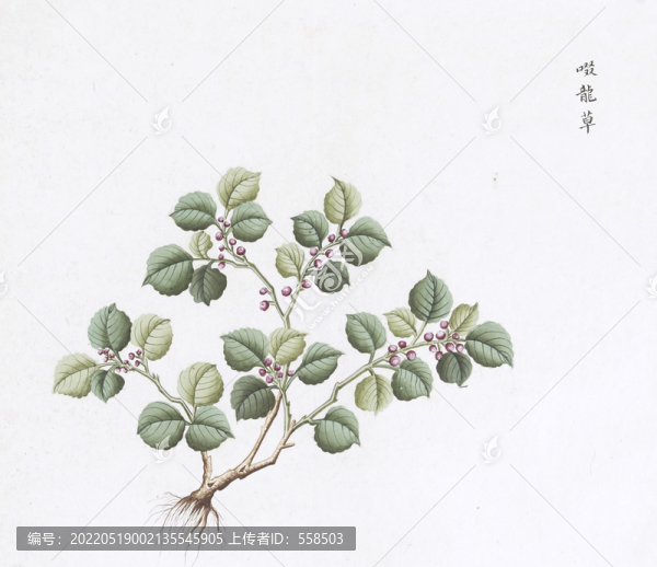 啜龍草中草藥國畫素材插畫