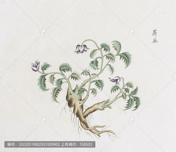 蘼蕪中草藥國(guó)畫素材插畫