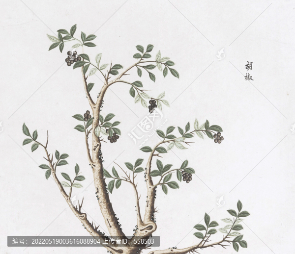 胡椒中草藥國畫素材插畫
