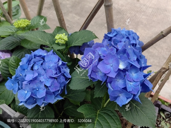 天藍(lán)繡球花種植